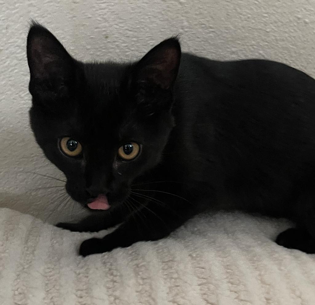 Totodile (Toto), an adoptable Domestic Short Hair in Ontario, OR, 97914 | Photo Image 1