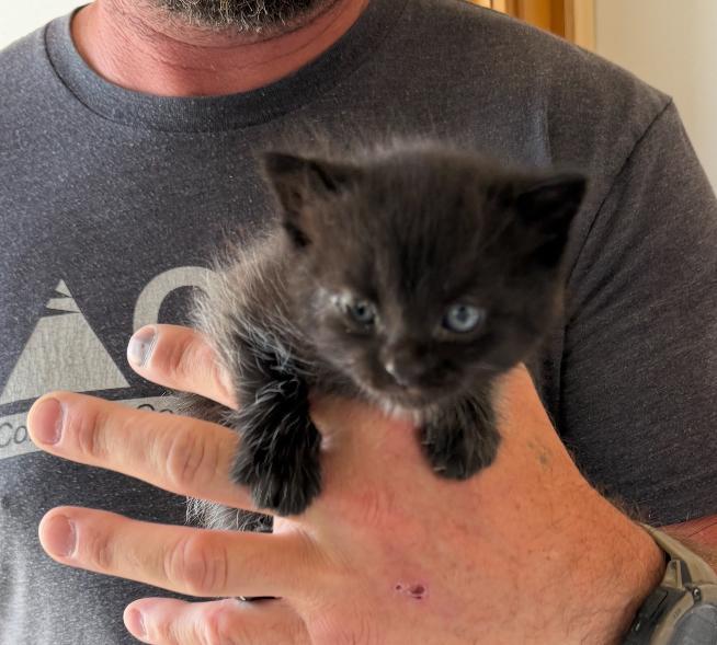 Totodile (Toto), an adoptable Domestic Short Hair in Ontario, OR, 97914 | Photo Image 2