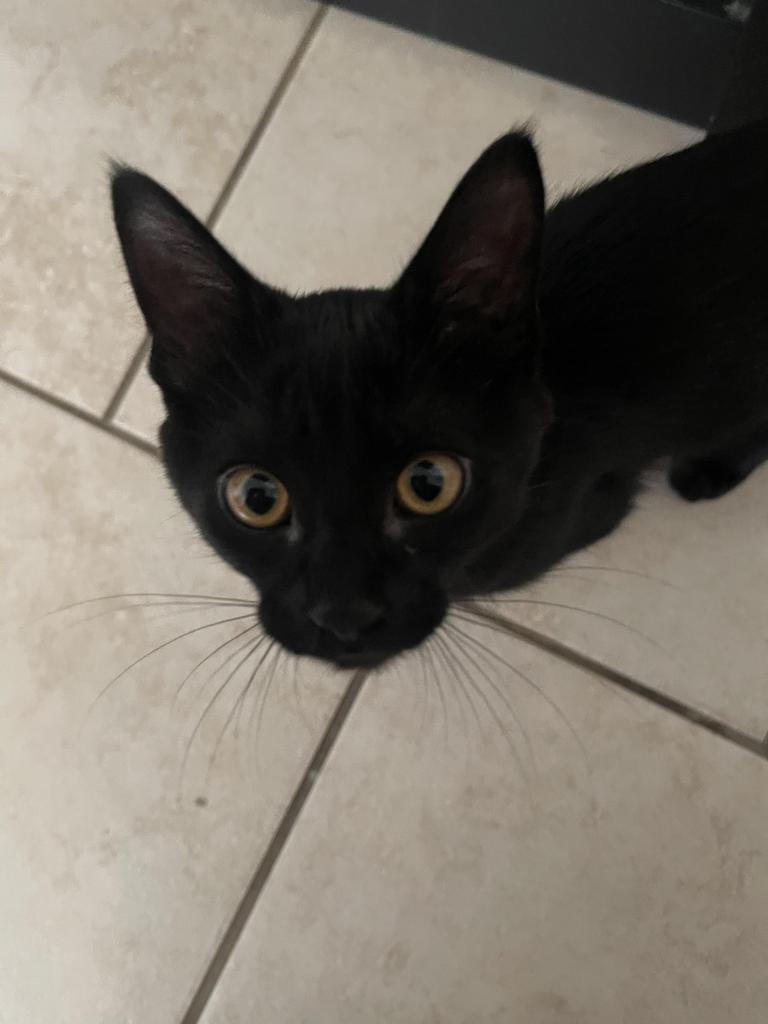 Totodile (Toto), an adoptable Domestic Short Hair in Ontario, OR, 97914 | Photo Image 3