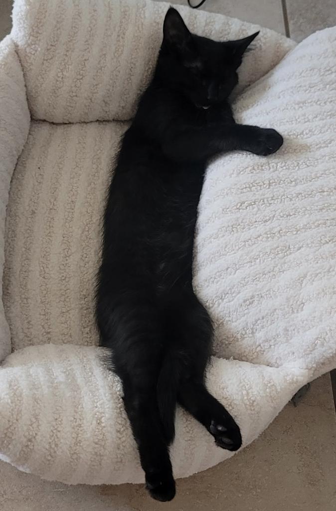 Totodile (Toto), an adoptable Domestic Short Hair in Ontario, OR, 97914 | Photo Image 4