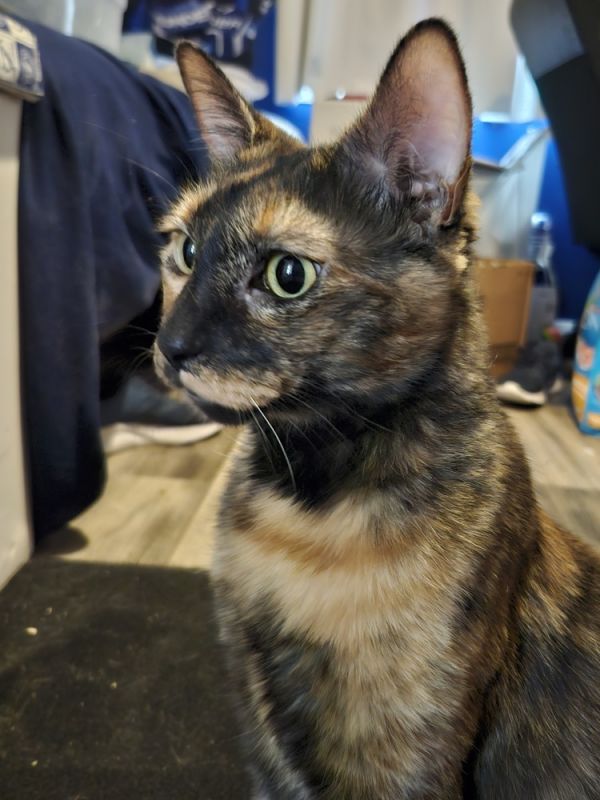 Mocha