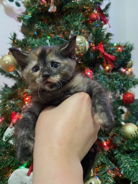 Mocha thumbnail 5