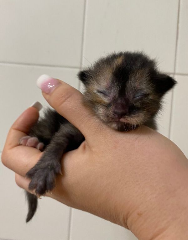 Mocha thumbnail 6