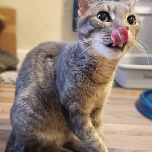 Muffin thumbnail 2