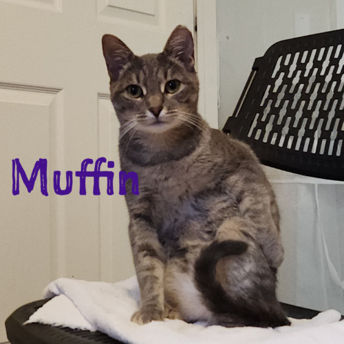 Muffin thumbnail 3