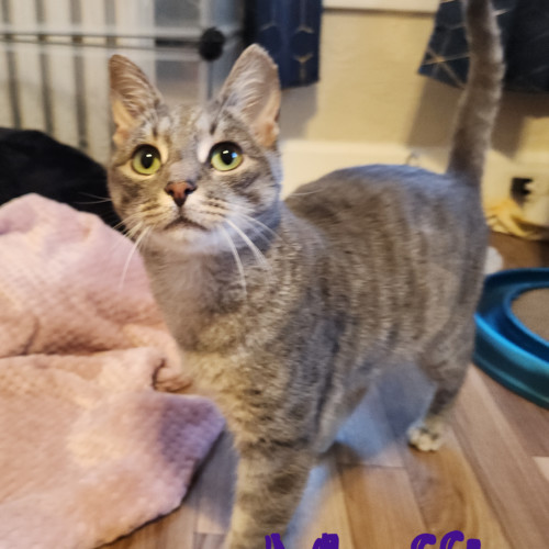 Muffin thumbnail 4