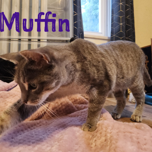 Muffin thumbnail 6