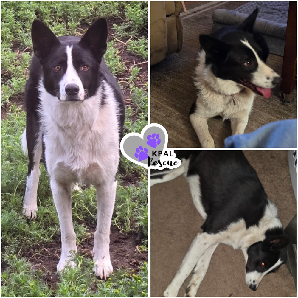 Heart, an adoptable Karelian Bear Dog, Mixed Breed in Kenai, AK, 99611 | Photo Image 1