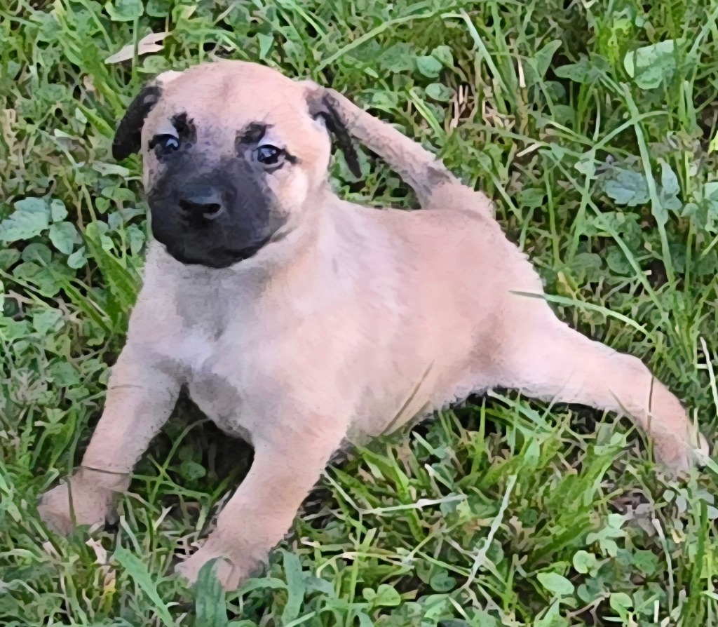 Jack