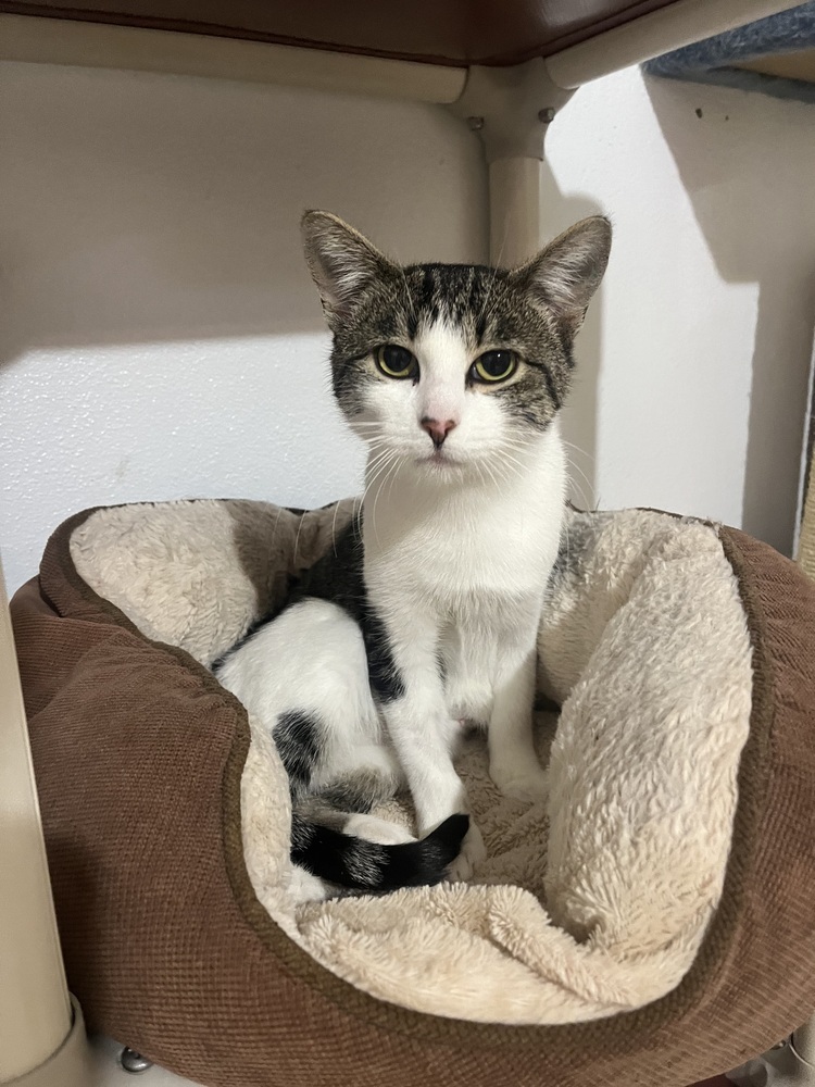 Lydia, an adoptable Domestic Short Hair in Salmon, ID, 83467 | Photo Image 1