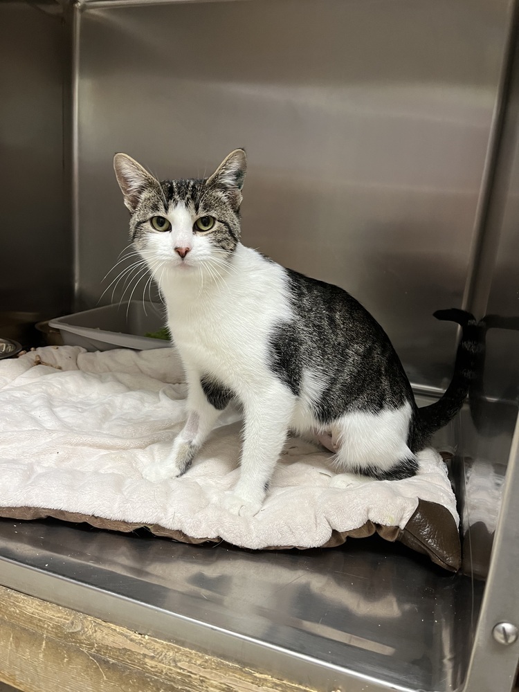 Lydia, an adoptable Domestic Short Hair in Salmon, ID, 83467 | Photo Image 2