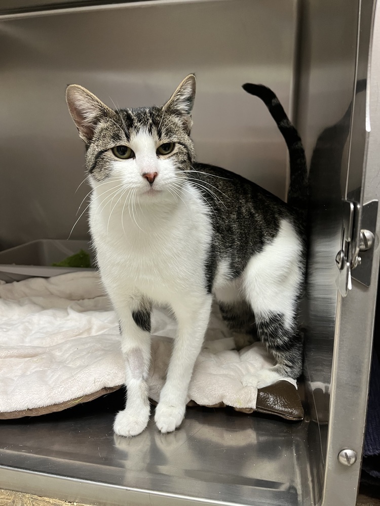 Lydia, an adoptable Domestic Short Hair in Salmon, ID, 83467 | Photo Image 3