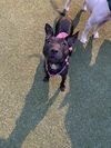 Violet seeking a medical foster