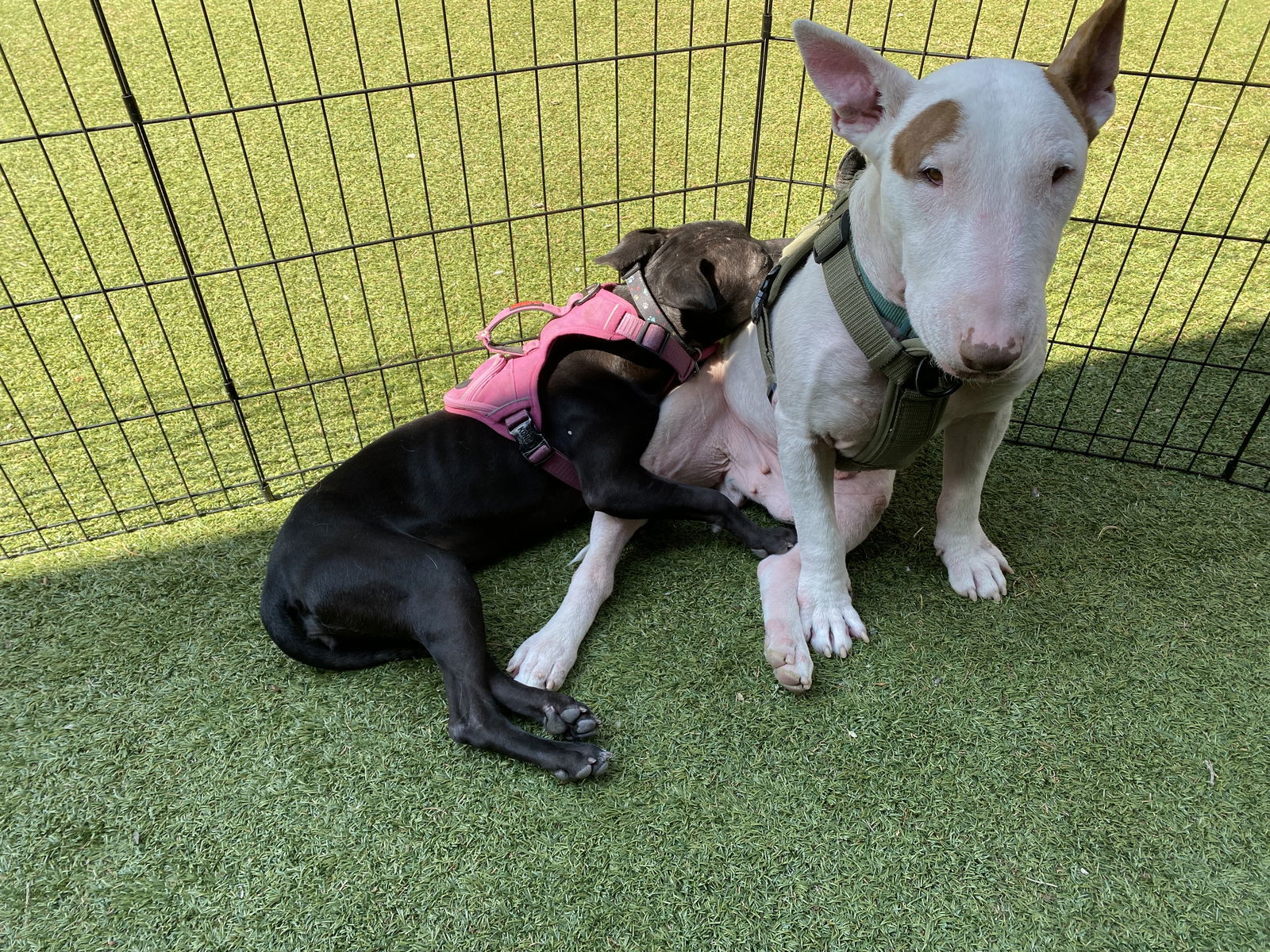 Violet seeking a medical foster