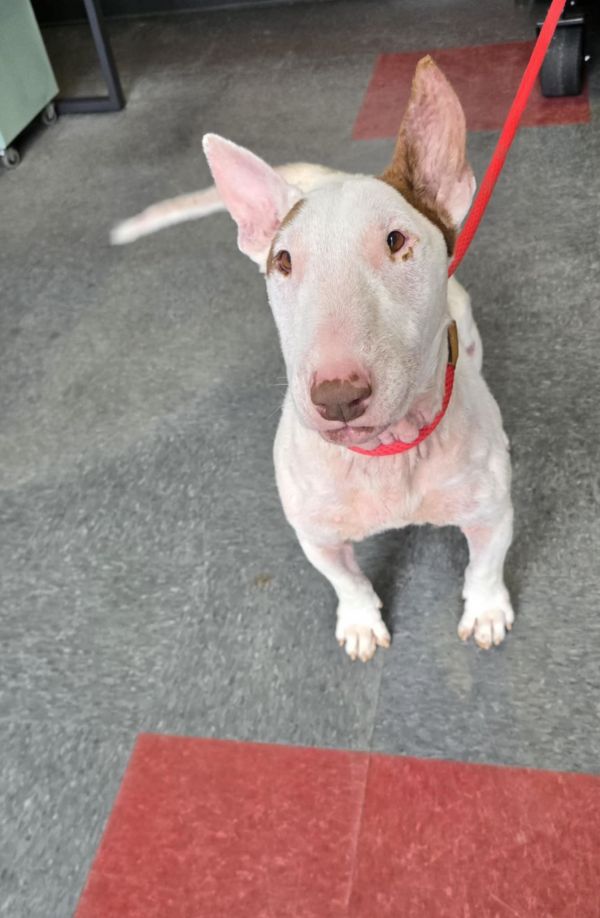 Morty seeking a medical foster home