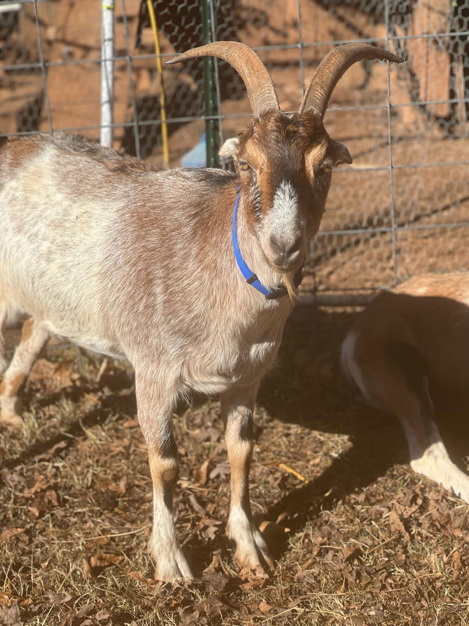 Graham & Leif: Not at the shelter
