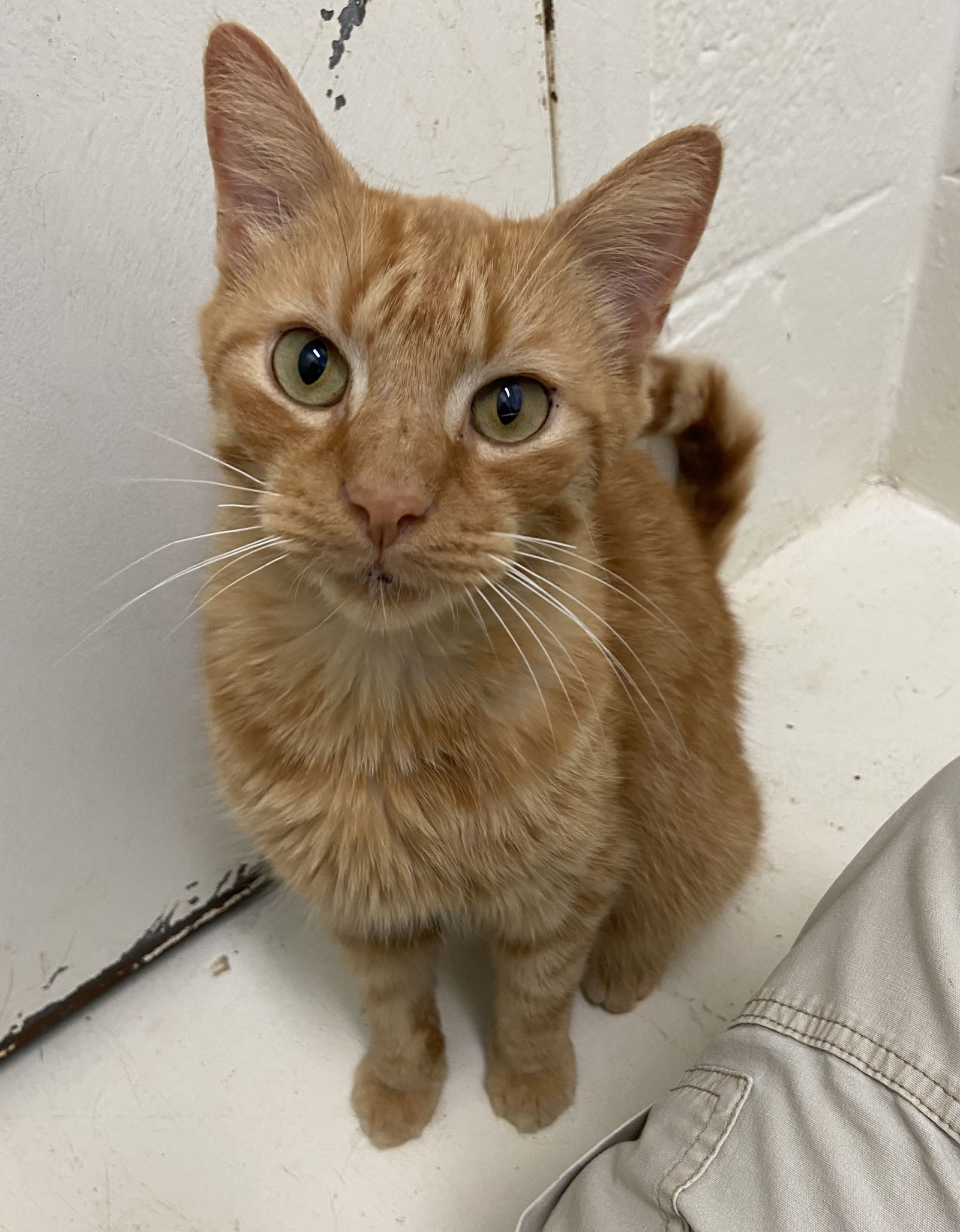 Hashbrown: At shelter