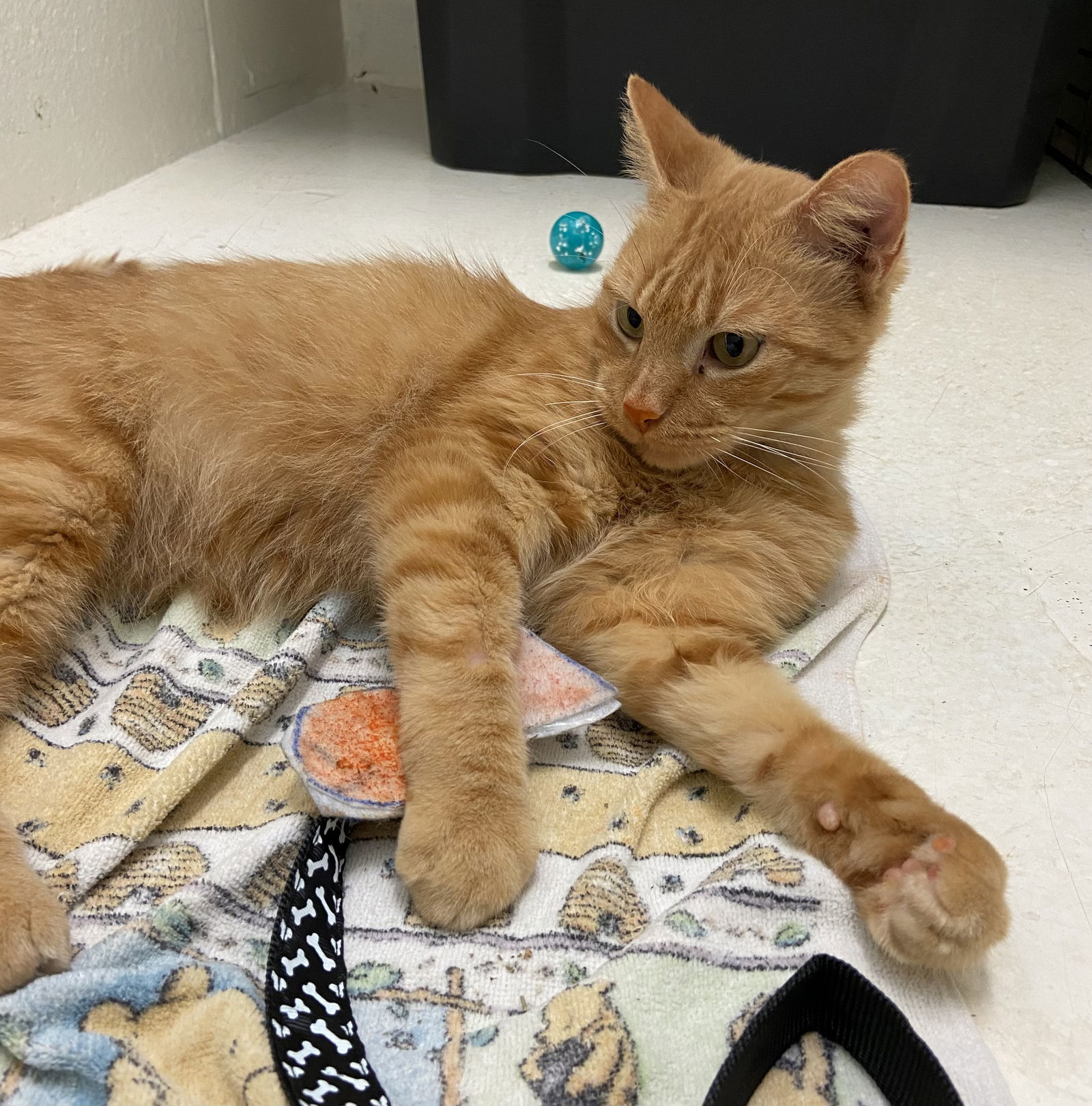 Hashbrown: At shelter