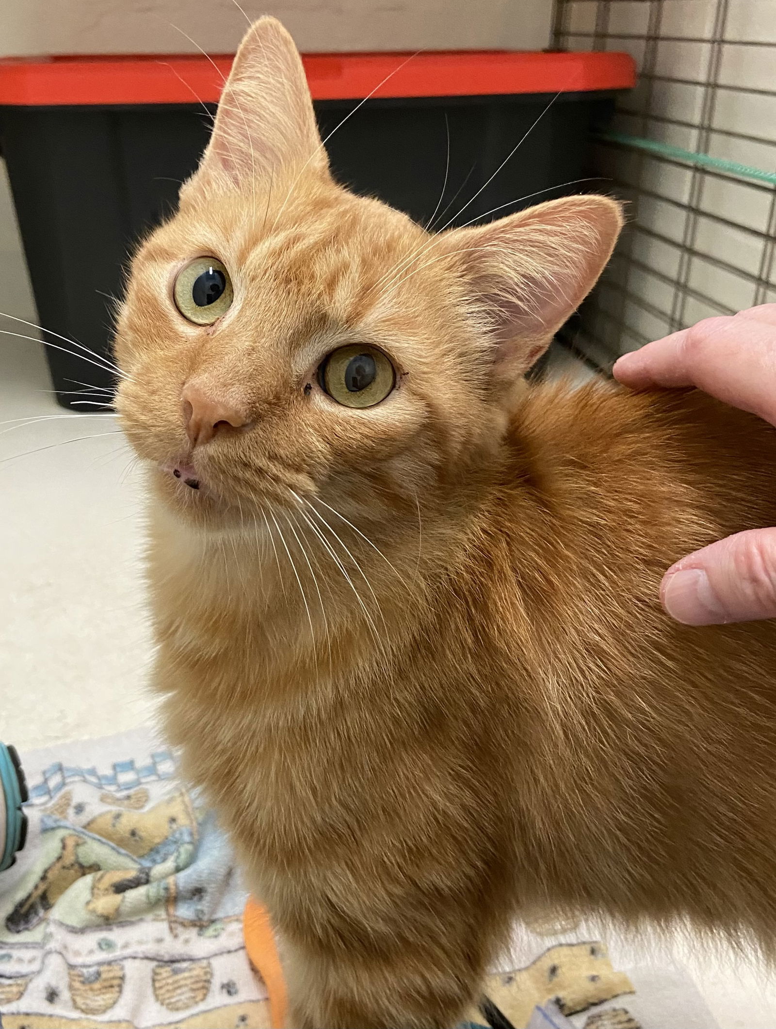 Hashbrown: At shelter