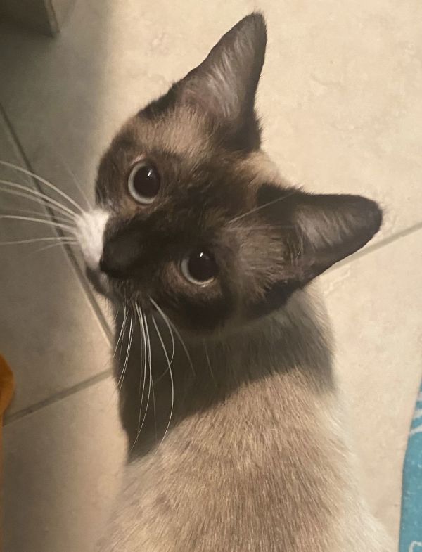 Violet