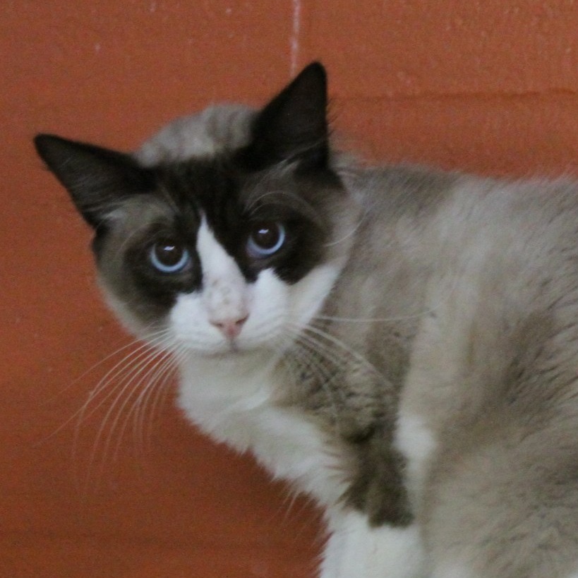 P 23 (Cinnamon), an adoptable Siamese, Ragdoll in Sarasota, FL, 34243 | Photo Image 1