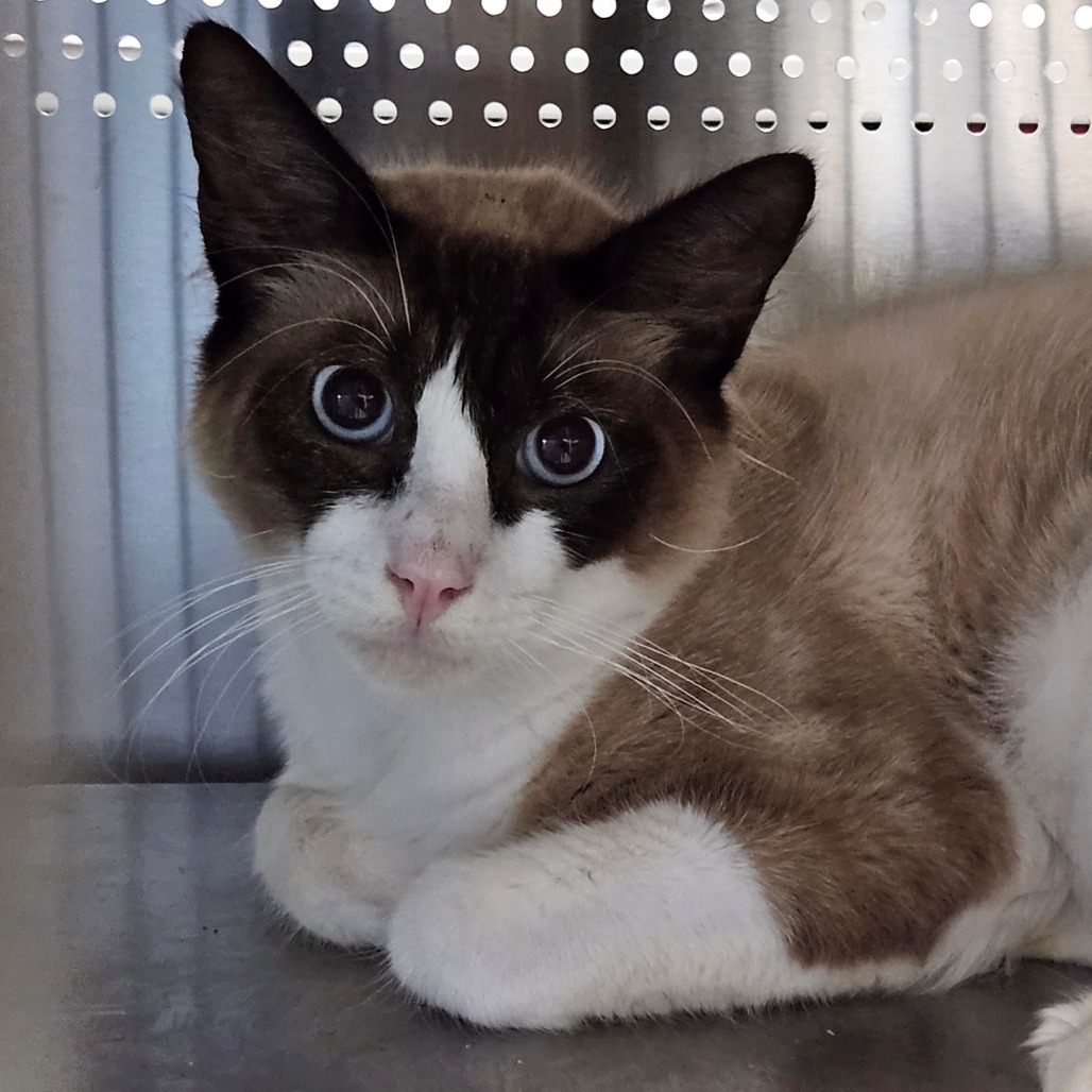 P 23 (Cinnamon), an adoptable Siamese, Ragdoll in Sarasota, FL, 34243 | Photo Image 2