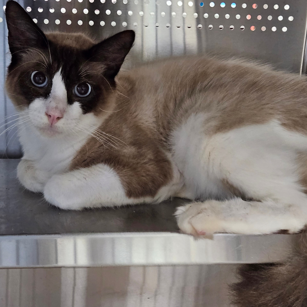 P 23 (Cinnamon), an adoptable Siamese, Ragdoll in Sarasota, FL, 34243 | Photo Image 3