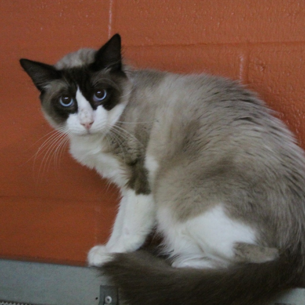 P 23 (Cinnamon), an adoptable Siamese, Ragdoll in Sarasota, FL, 34243 | Photo Image 4