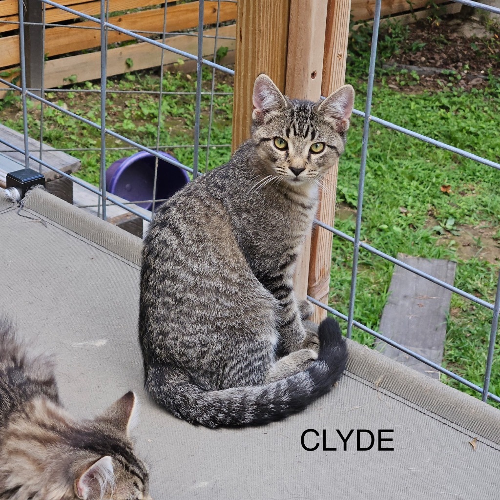 Clyde