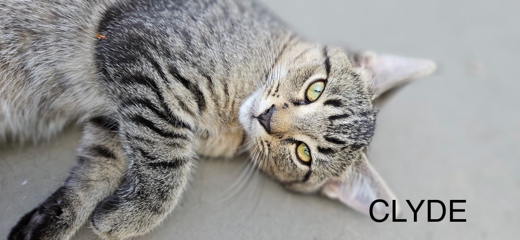 Clyde