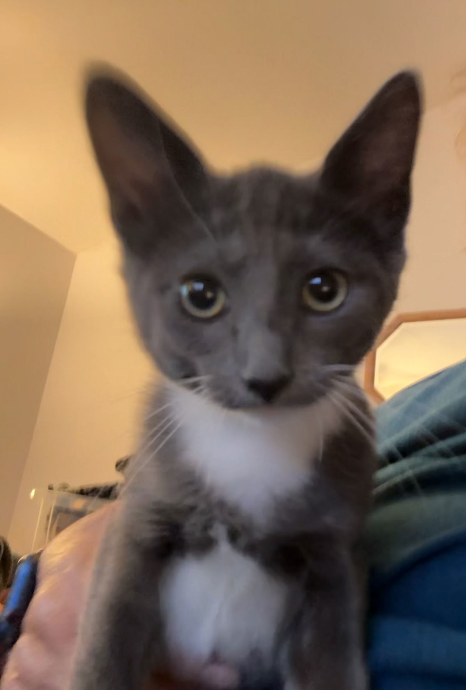 Chili Bean