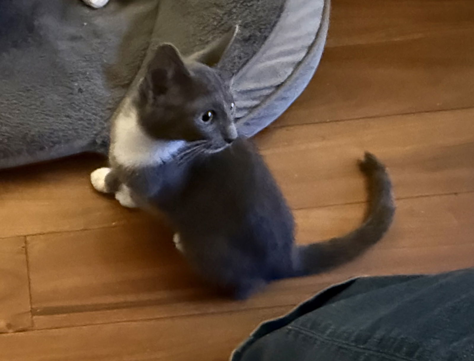 Chili Bean