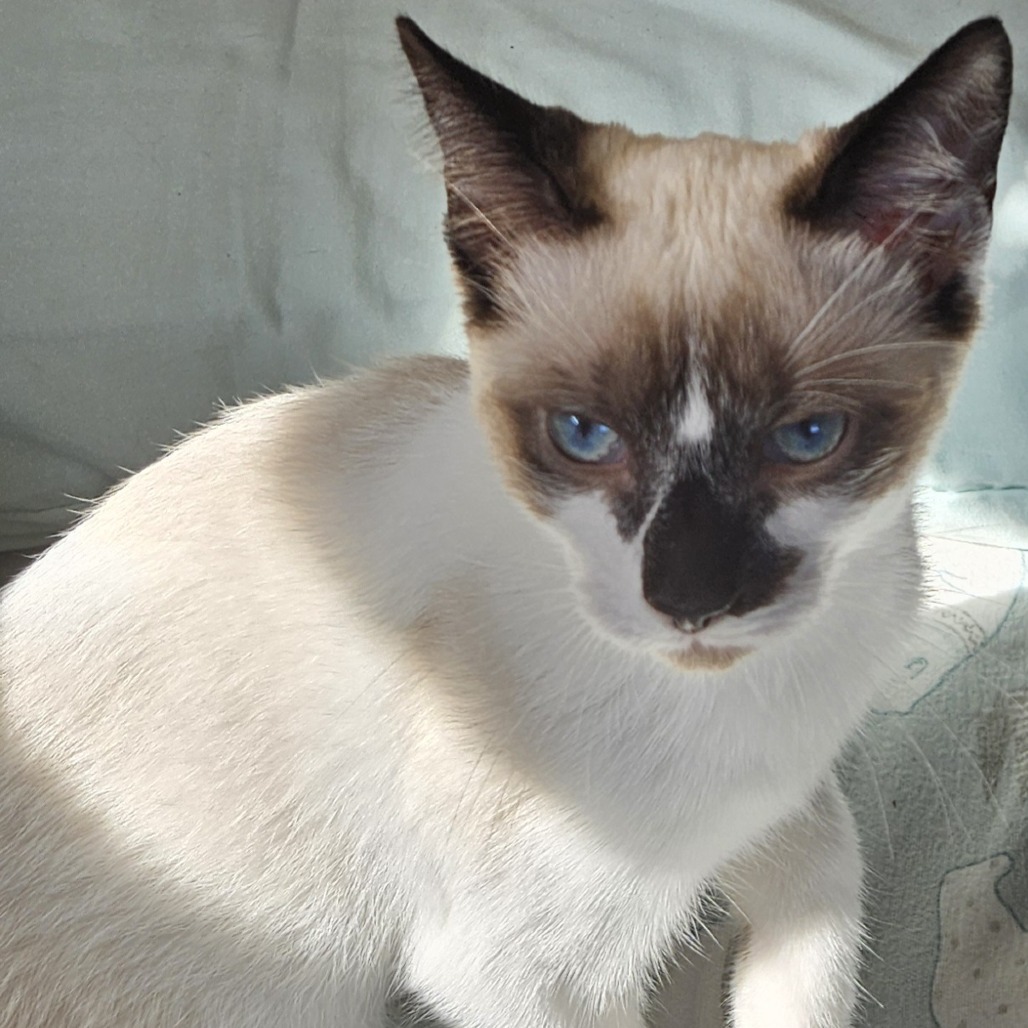 Haku, an adoptable Snowshoe, Domestic Short Hair in Lynchburg, VA, 24502 | Photo Image 1