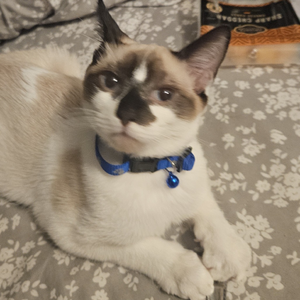 Haku, an adoptable Snowshoe, Domestic Short Hair in Lynchburg, VA, 24502 | Photo Image 2