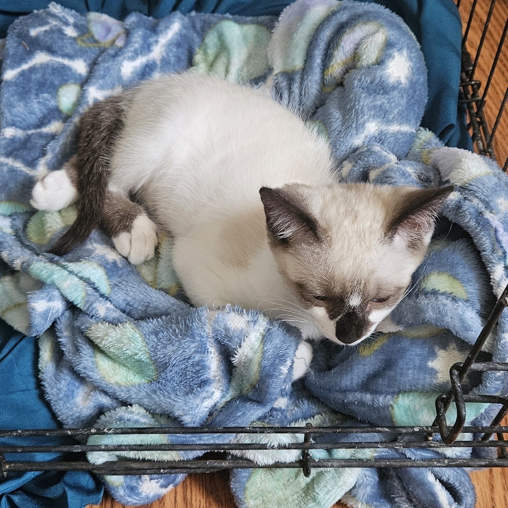 Haku, an adoptable Snowshoe, Domestic Short Hair in Lynchburg, VA, 24502 | Photo Image 3