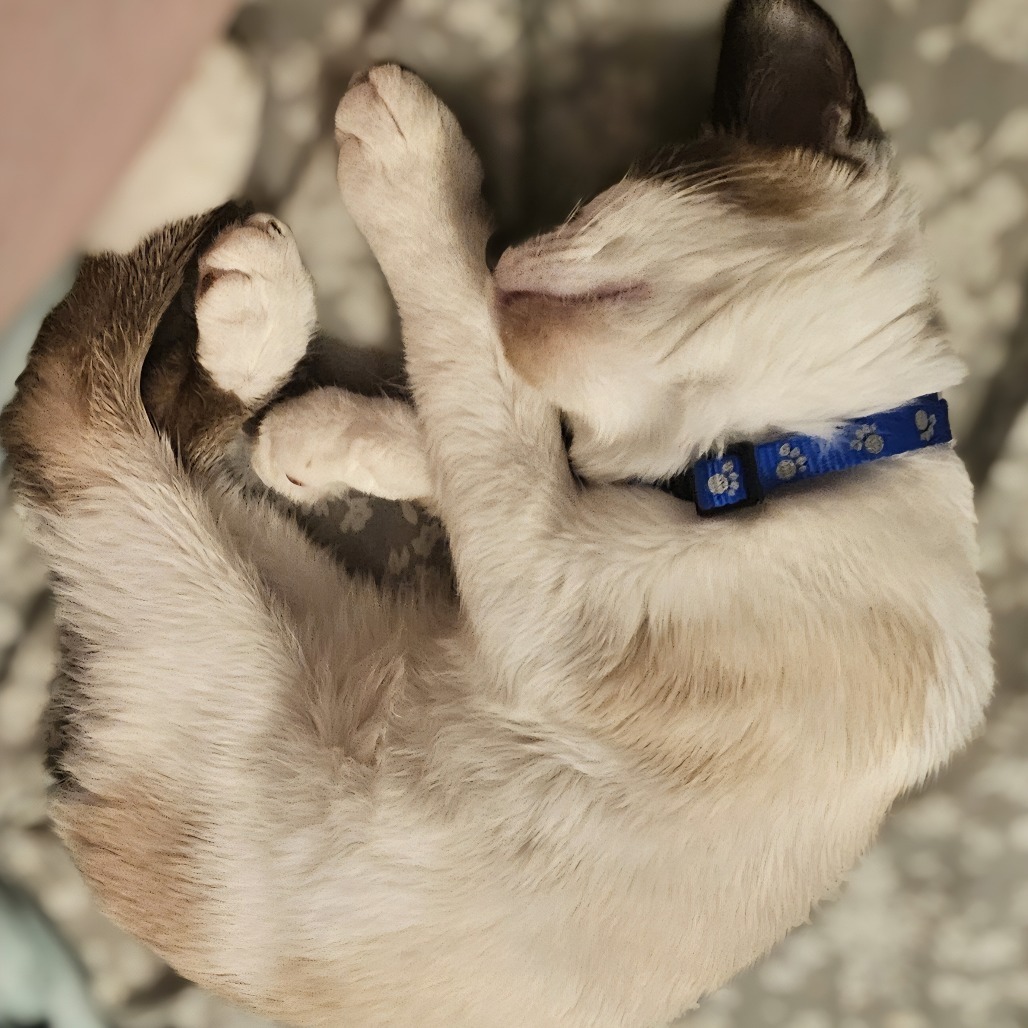 Haku, an adoptable Snowshoe, Domestic Short Hair in Lynchburg, VA, 24502 | Photo Image 4
