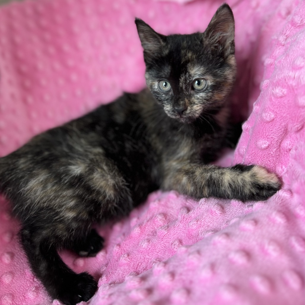 Ida, an adoptable Domestic Short Hair in Detroit Lakes, MN, 56501 | Photo Image 1