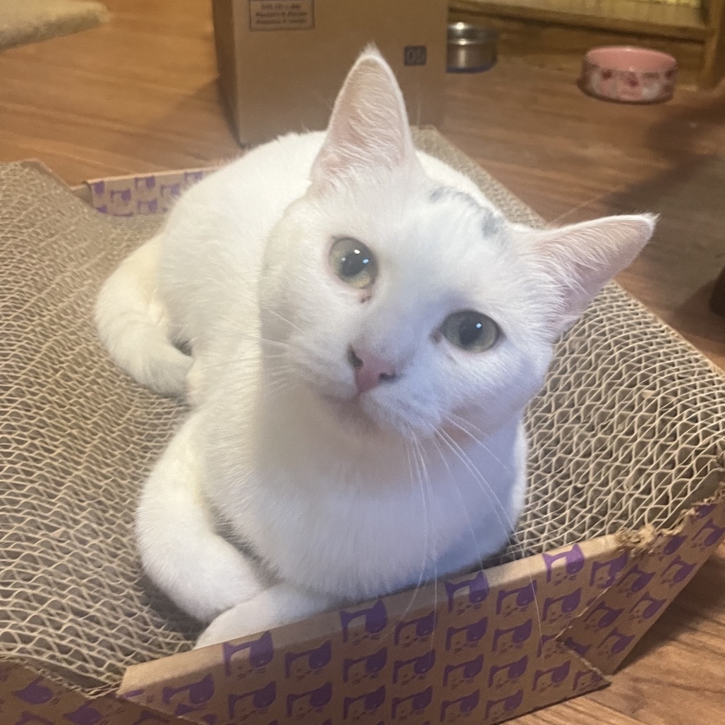 Caraway, an adoptable Domestic Short Hair in Bismarck, ND, 58507 | Photo Image 1