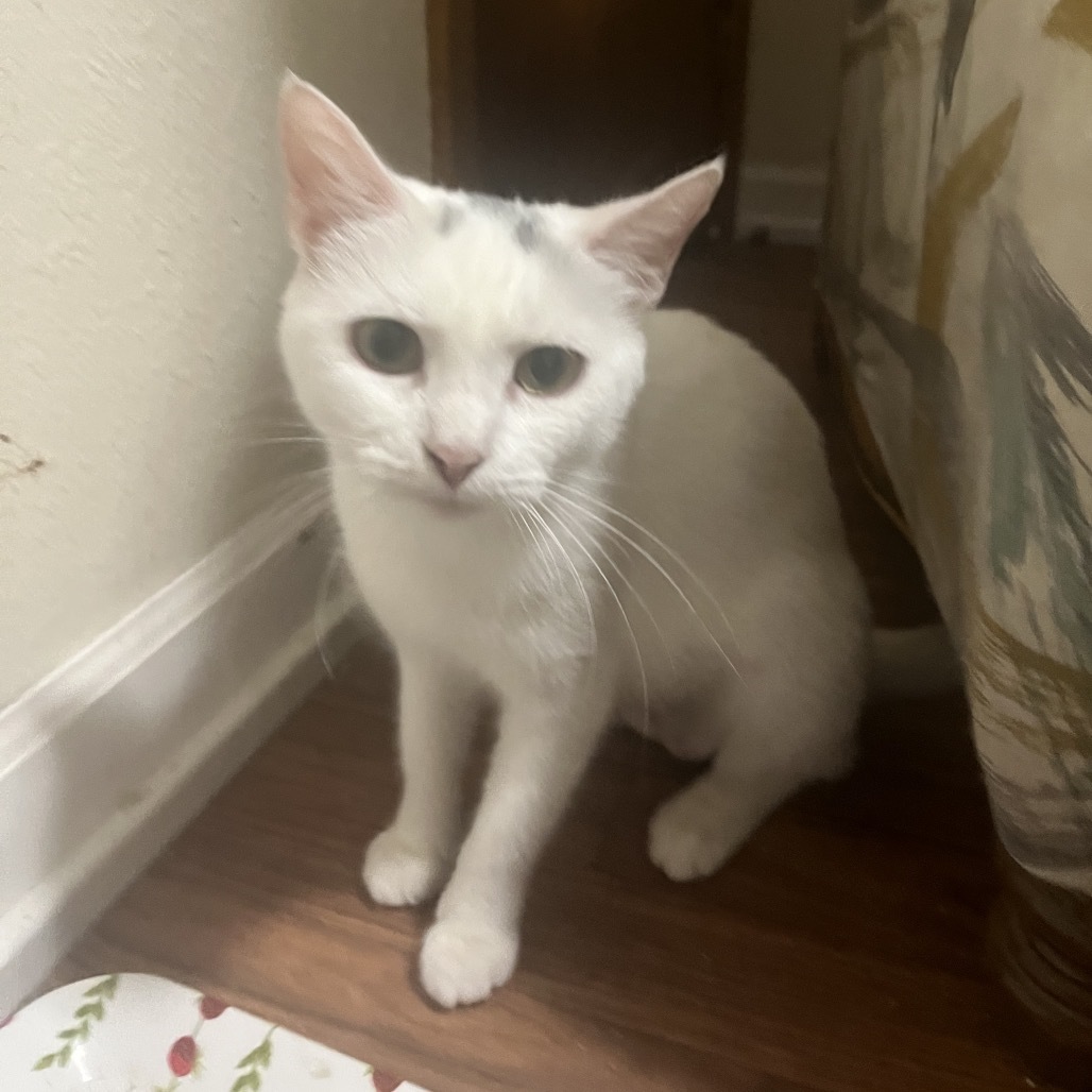 Caraway, an adoptable Domestic Short Hair in Bismarck, ND, 58507 | Photo Image 3