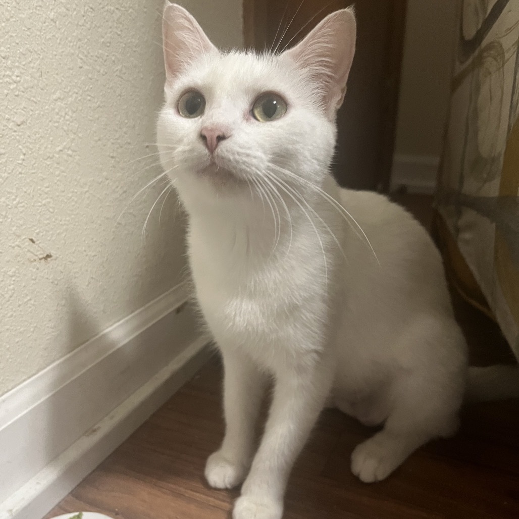 Caraway, an adoptable Domestic Short Hair in Bismarck, ND, 58507 | Photo Image 4