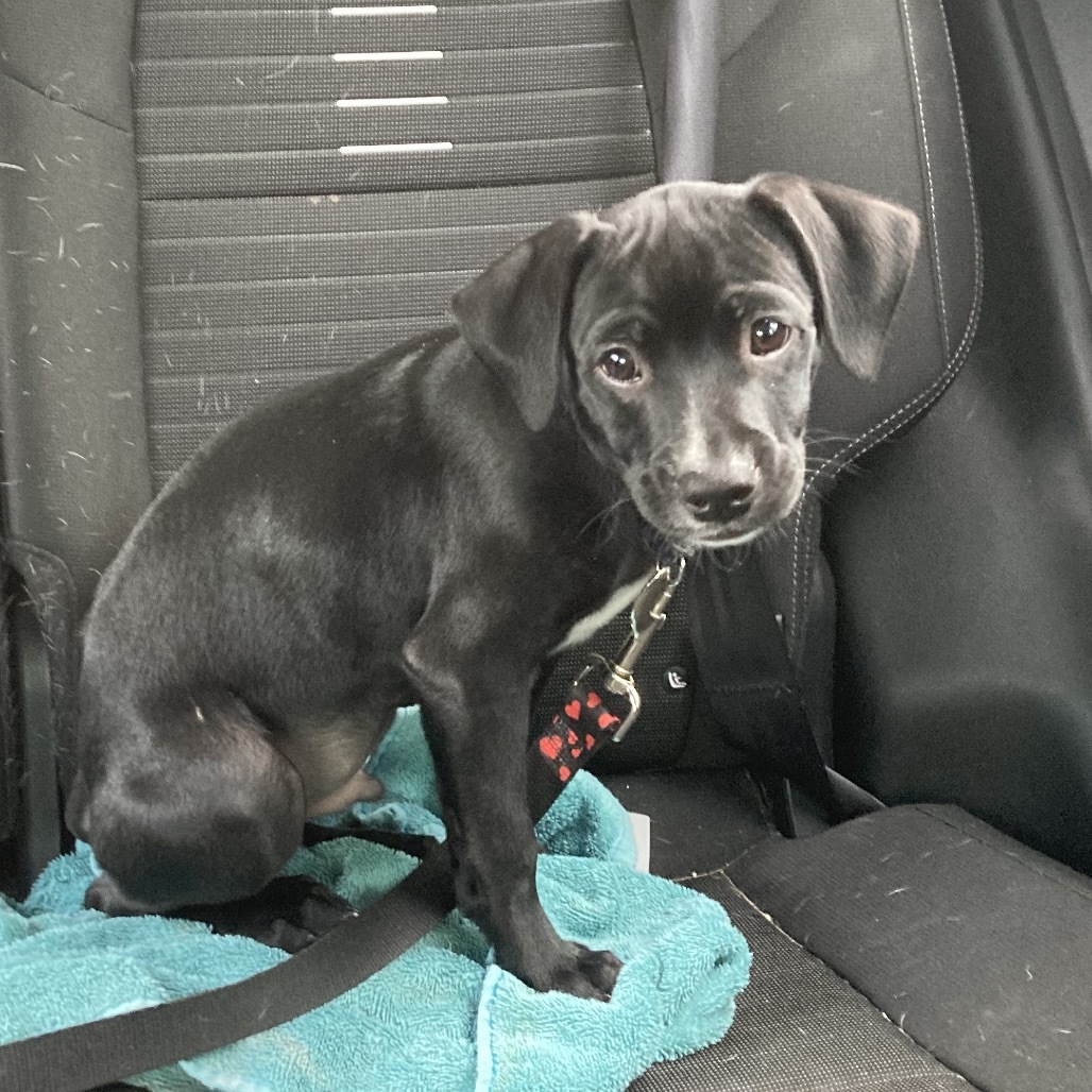 Harley