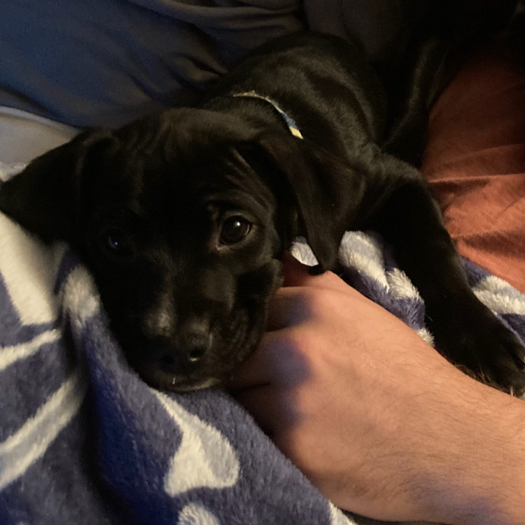 Harley