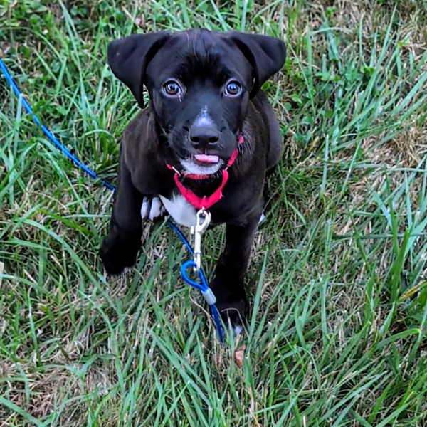 Odie