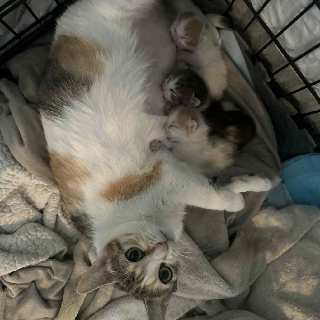 Big Mama (Barn Cat)