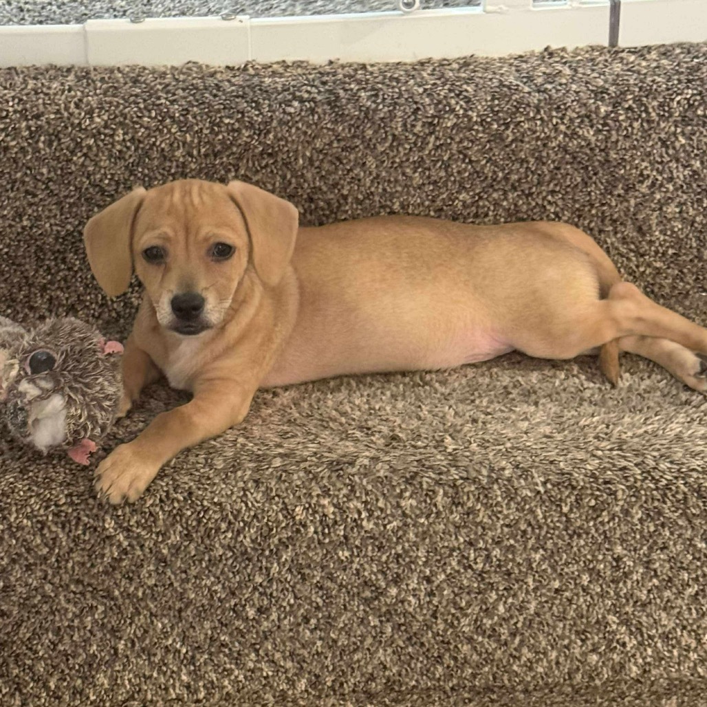 Tino