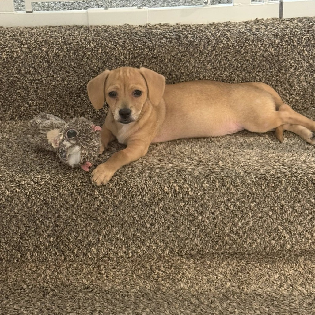 Tino