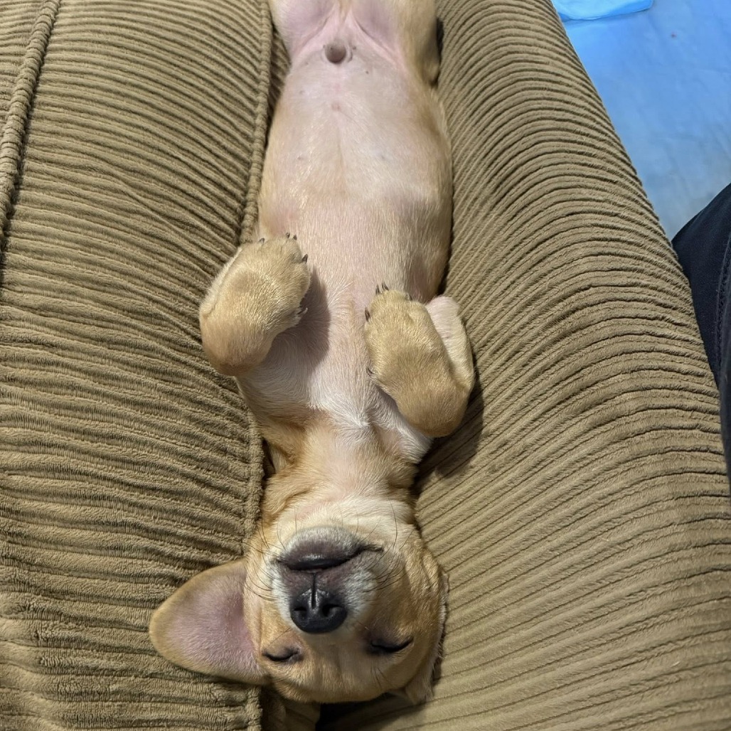 Tino