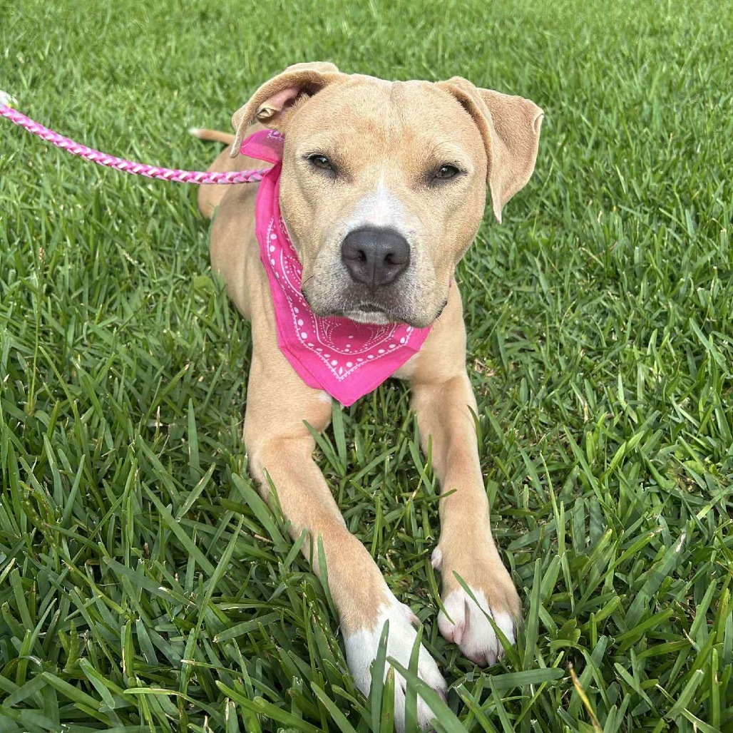 Ava Bug