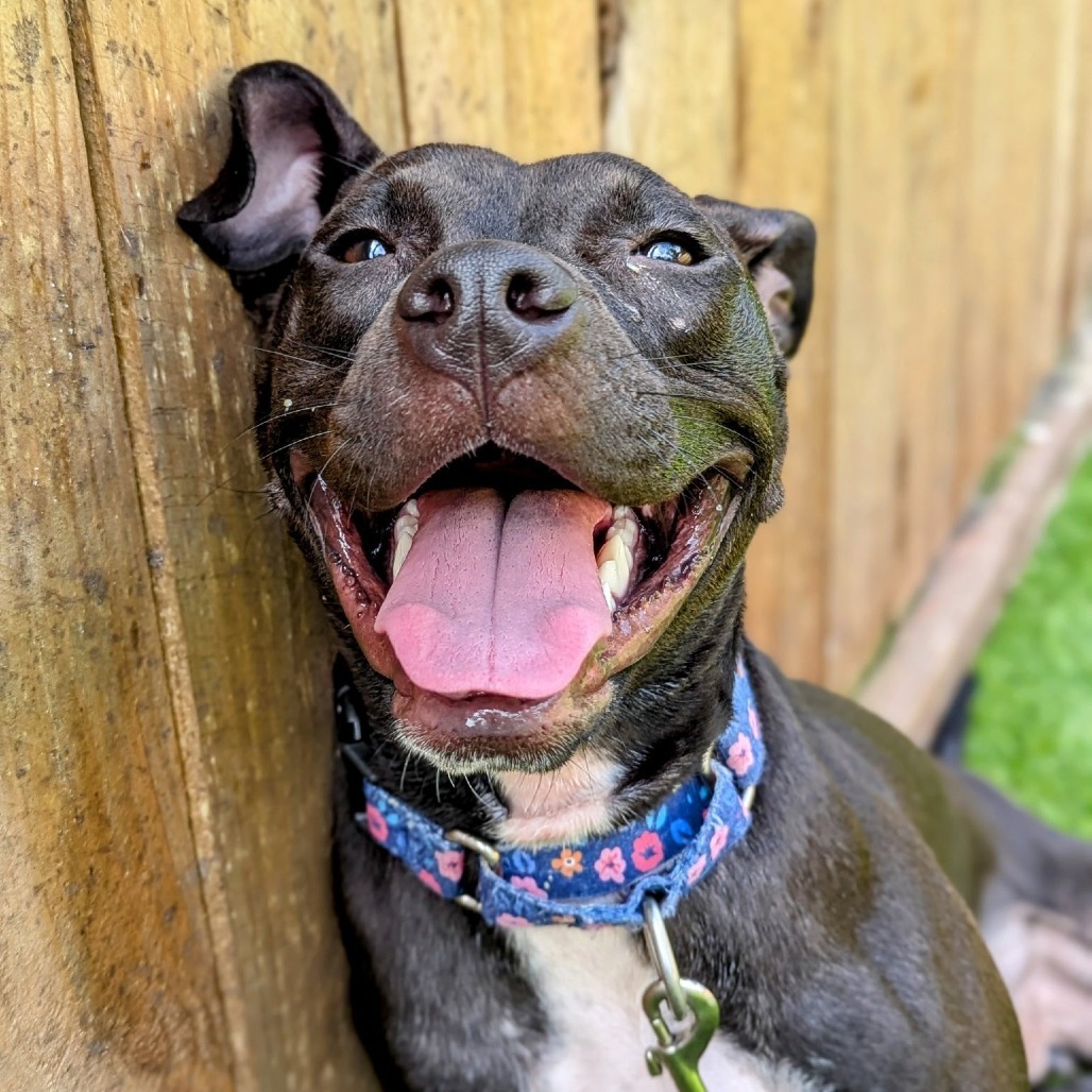 Lani