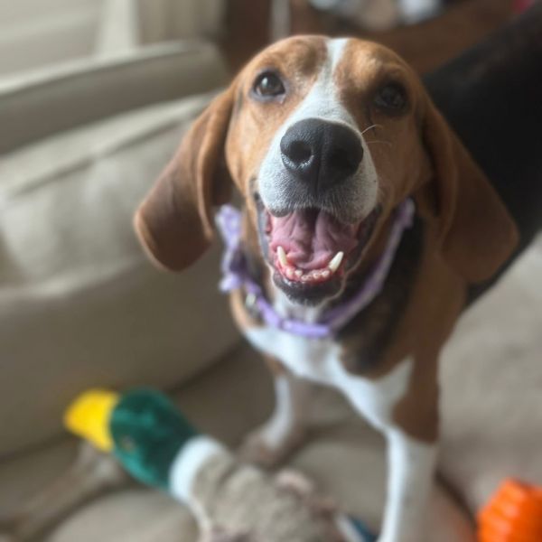 Girl George